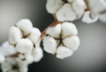 Vải Cotton món quà kì diệu từ thiên nhiên